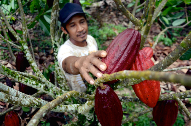Guna menghasilkan produk kakao berkualitas maka dibutuhkan dibutuhkan sumber daya manusia yang berkompeten dan bersertifikat. Foto : Good News from Indonesia