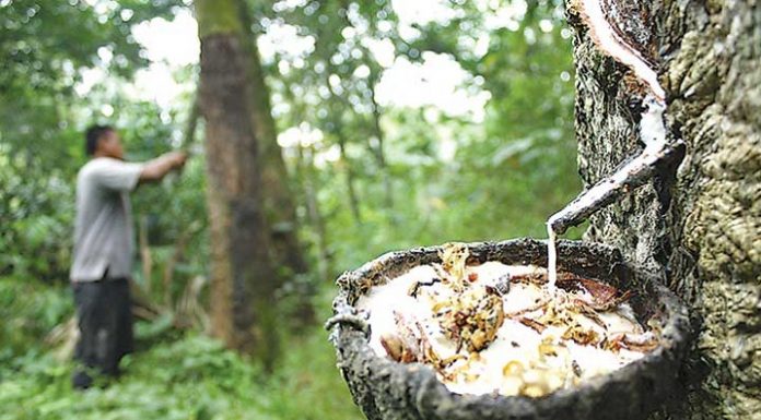 Karet merupakan hasil hutan yang bisa dipasarkan secara online dengan Indonesia Timber Exchange (ITE) System E-Commerce. Foto : Media Indonesia