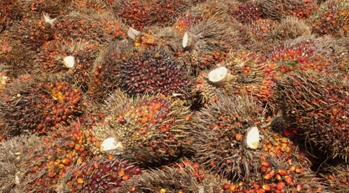 Jumlah produksi kelapa sawit Indonesia hingga akhir tahun 2018 diperkirakan mencapai 42 juta ton. Foto : Jos/tropis.co