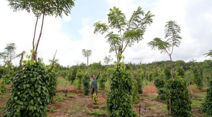 Menggunakan tajar hidup misalnya pohon karet, dadap, kapuk dan tanaman keras lainnya untuk mengurangi biaya pembelian tajar mati yang mahal. Foto : Tribunnews.com