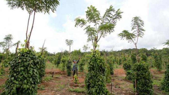 Menggunakan tajar hidup misalnya pohon karet, dadap, kapuk dan tanaman keras lainnya untuk mengurangi biaya pembelian tajar mati yang mahal. Foto : Tribunnews.com