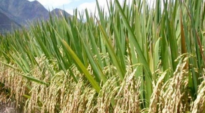 Para petani perlu diberikan kesempatan untuk memberikan kontribusi terhadap keanekaragaman varietas tanaman padi yang ada di Indonesia. Foto : Beritabali.com