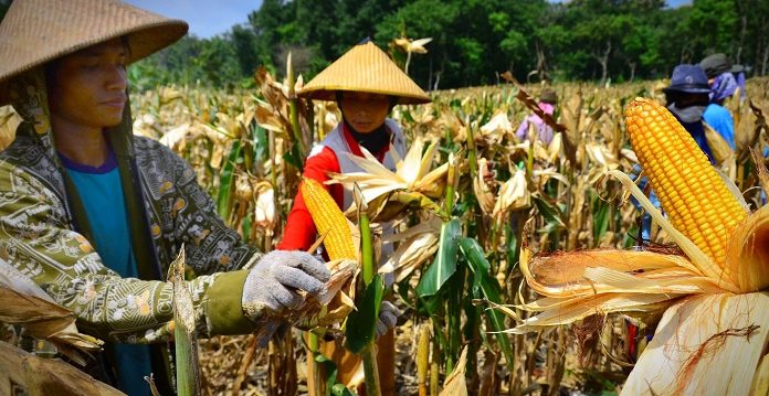 Rencana impor jagung sebesar 50 ribu ton sampai maksimal 100 ribu ton dilakukan sebagai alat kontrol untuk menjaga stabilisasi harga pakan ternak. Foto : kanalNTB