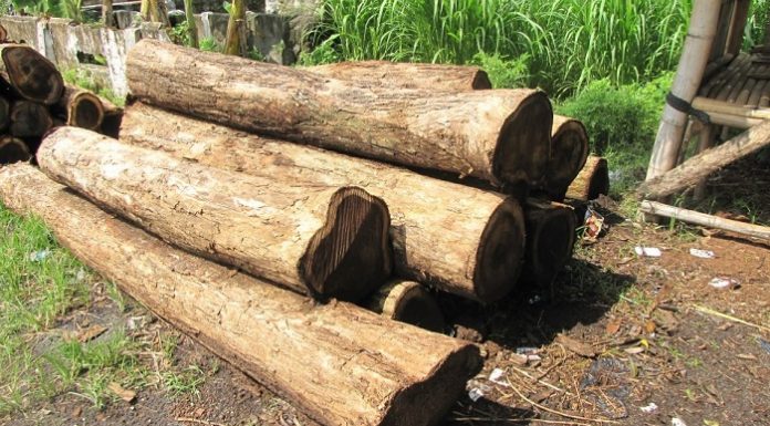 Sampai akhir Desember 2018, produksi Izin Usaha Pemanfaatan Hasil Hutan Kayu pada Hutan Tanaman Industri (IUPHHK-HTI)sudah mencapai 5,6 juta hektare. Foto : o2 Indonesia