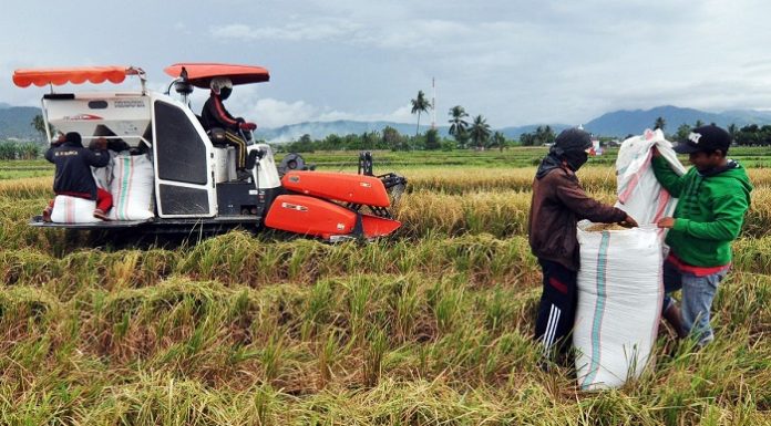 Alat mesin memanen padi itu sudah banyak dioperasionalkan para petani. Foto : mediaindonesia.com