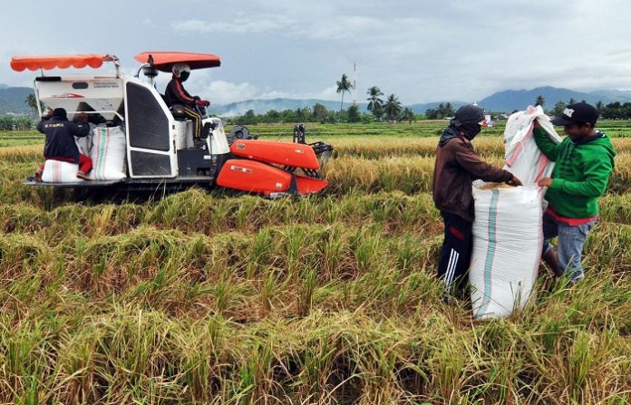 Alat mesin memanen padi itu sudah banyak dioperasionalkan para petani. Foto : mediaindonesia.com