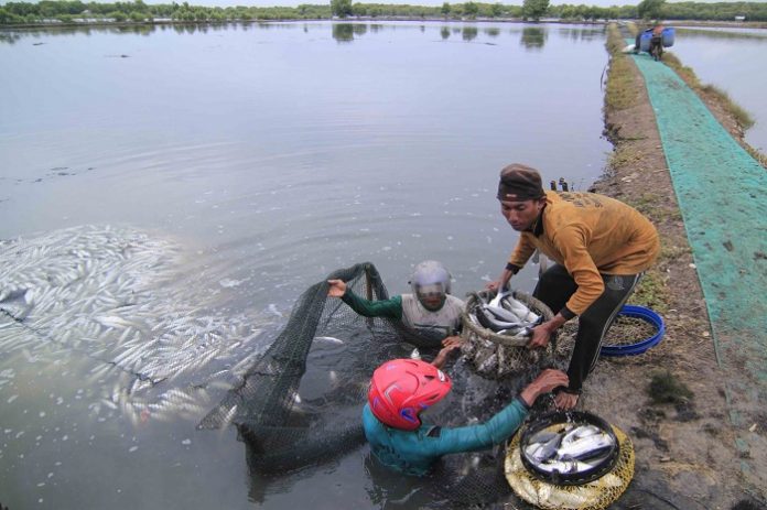 Sustainable aquaculture (budi daya perairan berkelanjutan) itu sangat penting baik secara finansial maupun lingkungan. Foto : The Jakarta Post