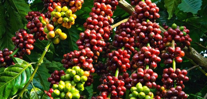 Luas lahan perkebunan kopi di Solok saat ini mencapai 6.900 hektare untuk jenis Arabica dan 11.000 hektare untuk Robusta. Foto : kinhtevadubao.vn
