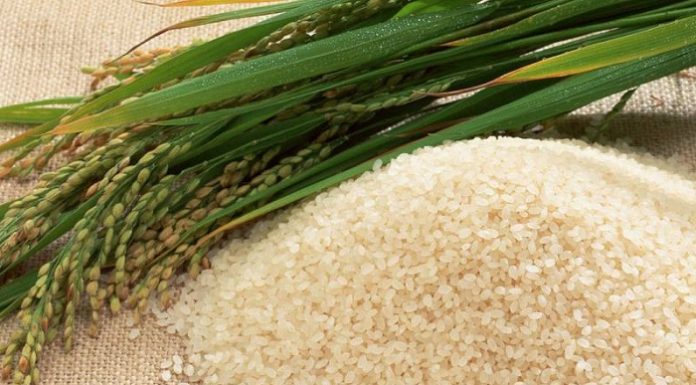 Produk pertanian di Garut salah satunya yang sedang dikembangkan oleh petani Garut yakni beras organik. Foto : Info Agribisnis
