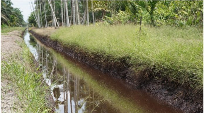Ekosistem Hutan Lindung Gambut Sungai Bram Itam akan dipulihkan dengan strategi penataan zonasi dan program perhutanan sosial. Foto : KLHK