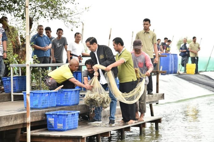 Presiden Joko Widodo melakukan Panen Raya Udang Vaname di Lokasi IPHPS Muara Gembong dikembangkan sebagai lokasi Silvofishery dengan model tambak dan konservasi mangrove. Foto : KLHK