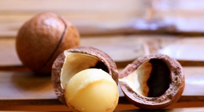 Kacang macadamia peluang ekspor yang menjanjikan devisa. Foto : www.inibaru.id