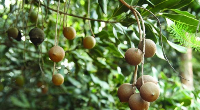 Harga kacang Macadamia relatif tinggi bisa dalam kisaran Rp60 ribu hingga Rp100 ribu per kilo. Foto : Wordpress.com