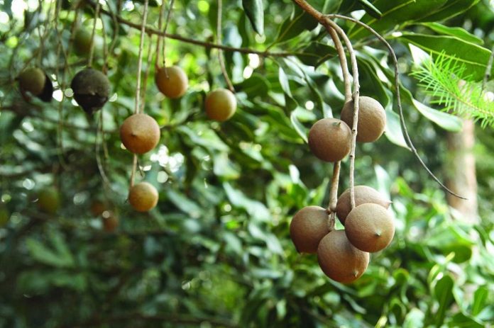 Harga kacang Macadamia relatif tinggi bisa dalam kisaran Rp60 ribu hingga Rp100 ribu per kilo. Foto : Wordpress.com