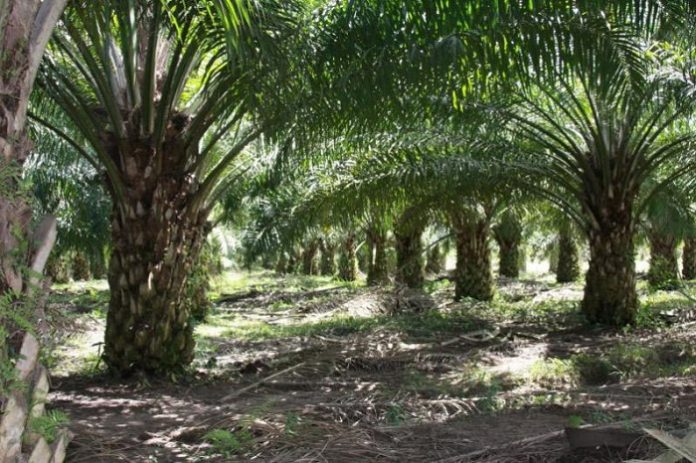 Pemerintah INdonesia telah menyiapkan beberapa opsi berupa pelepasan kawasan serta land amnesty untuk menyelesaikan sengketa sekitar 3,17 juta hektare kebun sawit. Foto : RiauAktual.com