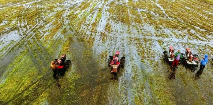 Optimalisasi lahan rawa kini jawaban untuk memastikan ketahanan pangan Indonesia terus terjaga di masa depan. Foto: Kementan