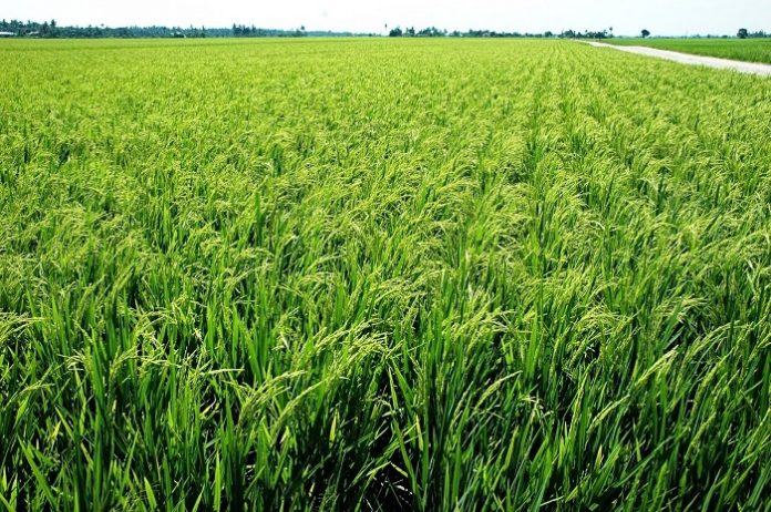 Di tengah jatuhnya harga karet yang selama ini menjadi sektor utama di Sumatra Selatan, Pemprov menilai pertanian padi bisa menjadi alternatif pengganti. Foto: Sumselupdate.com