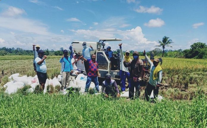Kelompok tani di Kabupaten Nabire, Provinsi Papua melakukan panen padi, di tengah kondisi mewabahnya Covid-19. Foto: Kementan