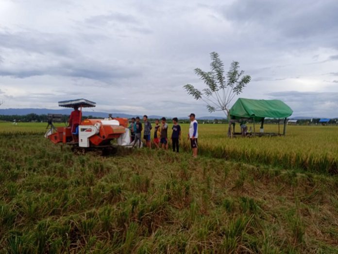 Panen yang dilakukan oleh Kelompok Tani Suka Damai menggunakan varietas Mekongga yang dibudidayakan pada hamparan seluas 264 hektare dan mampu menghasilkan 6,47 ton per hektare. Foto: Metro Kalimantan
