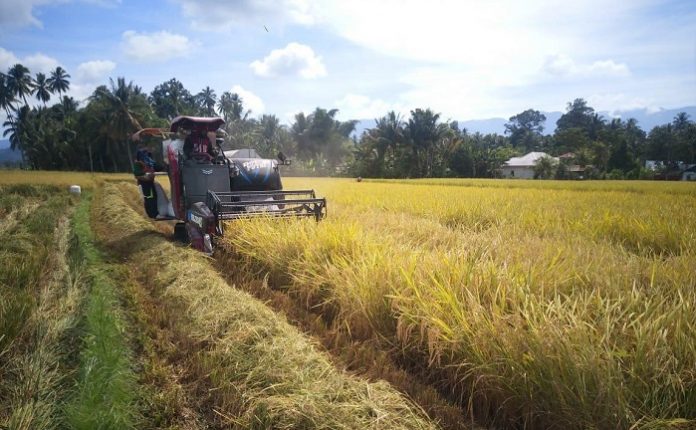 Di saat pandemi Covid-19, panen padi terus berlanjut di sejumlah wilayah di Provinsi Sumatera Selatan (Sumsel), salah satunya Desa Tri Mulya Agung, Kecamatan Lalan, Kabupaten Musi Banyuasin yang sedang panen di areal sawah 40 hektare. Foto: Kementan