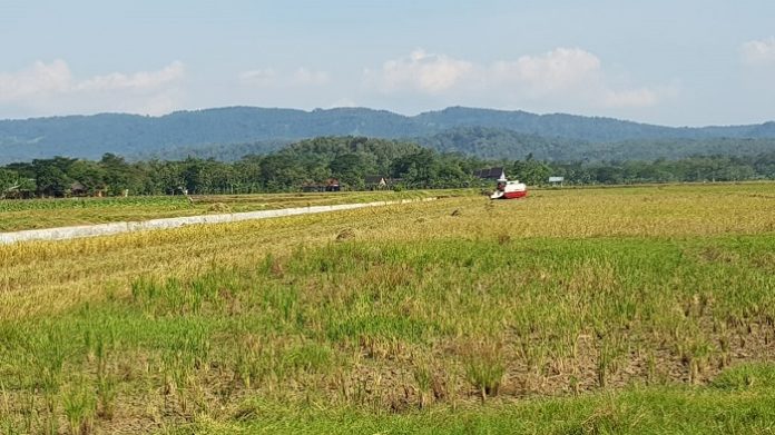 Menteri Pertanian Syahrul Yasin Limpo (SYL) memerintahkan jajaran Kementerian Pertanian (Kementan) agar memantau produksi sektor pertanian selama masa pandemi Covid-19. Foto: Kementan