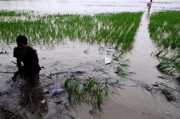 Pemerintah akan memberikan bantuan bagi para petani yang sawahnya terdampak banjir. Foto: ANTARA