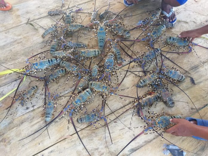 Lobster mutiara mempunyai harga 1 kg sekitar Rp1.200.000 dan pasarnya sangat terbuka. Foto: KLHK