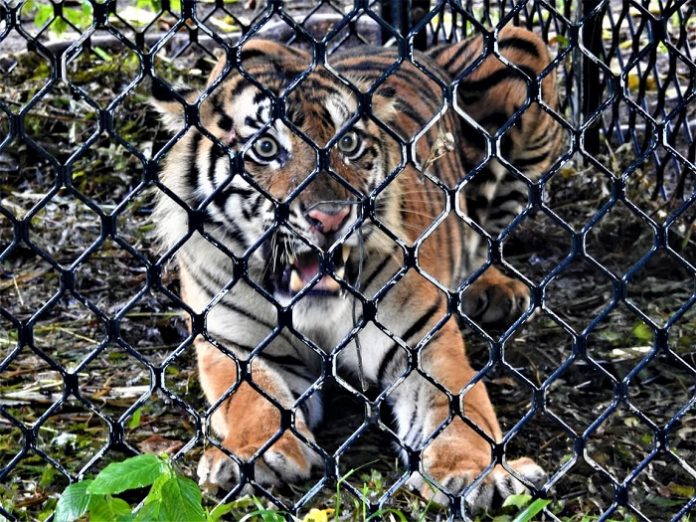 Ida, harimau Sumatera, kembali ke habitatnya di Taman Nasional Gunung Leuser (TNGL). Foto: Republikaceh