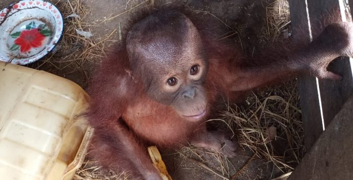 Loli, bayi orangutan berusia satu tahun, direhabilitasi sebelum dilepasliarkan ke habitatnya. Foto: Istimewa