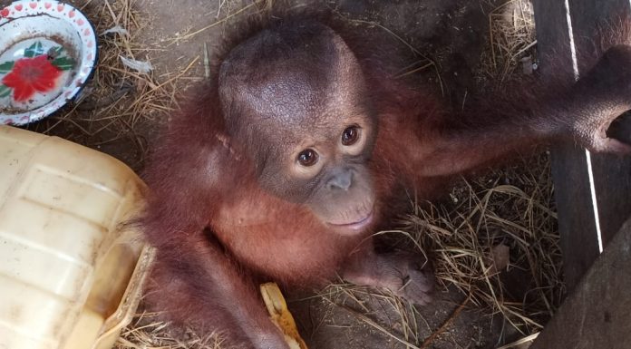 Loli, bayi orangutan berusia satu tahun, direhabilitasi sebelum dilepasliarkan ke habitatnya. Foto: Istimewa