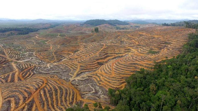 Hingga saat ini belum ada produk hukum daerah berupa Perda maupun Peraturan Bupati menetapkan pengakuan hukum adat di Kabupaten Lamandau, termasuk juga belum adanya penetapan hutan adat Kinipan dari Menteri Lingkungan Hidup dan Kehutanan. Foto: Save Our Borneo