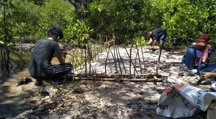 Keterlibatan masyarakat begitu penting dalam keberhasilan program padat karya mangrove ini karena masyarakat khususnya di pesisir pantai sangat memahami habitat mangrove yang selama ini dijadikan pendapatan dan penghidupan mereka. Foto: KLHK