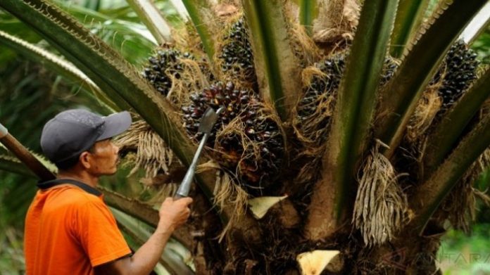 Industri minyak sawit telah menjadi subyek perhatian dan kampanye negatif internasional dan boikot konsumen karena diduga menebangi hutan hujan tropis yang kaya keanekaragaman hayati. Foto: breaking news