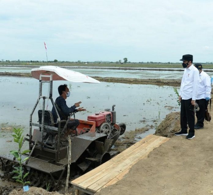 Presiden Joko Widodo meninjau lahan food estate di Pulang Pisau, Kamis (8/10/2020). Foto: Biro Pers Setpres