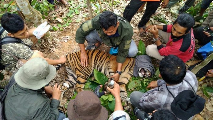 Upaya penyelamatan terhadap satu individu Harimau Sumatera (Panthera tigris sumatrae) yang terkena jerat di wilayah Desa Gulo, Kecamatan Darul Hasanah, Kabupaten Aceh Tenggara. Foto: KLHK