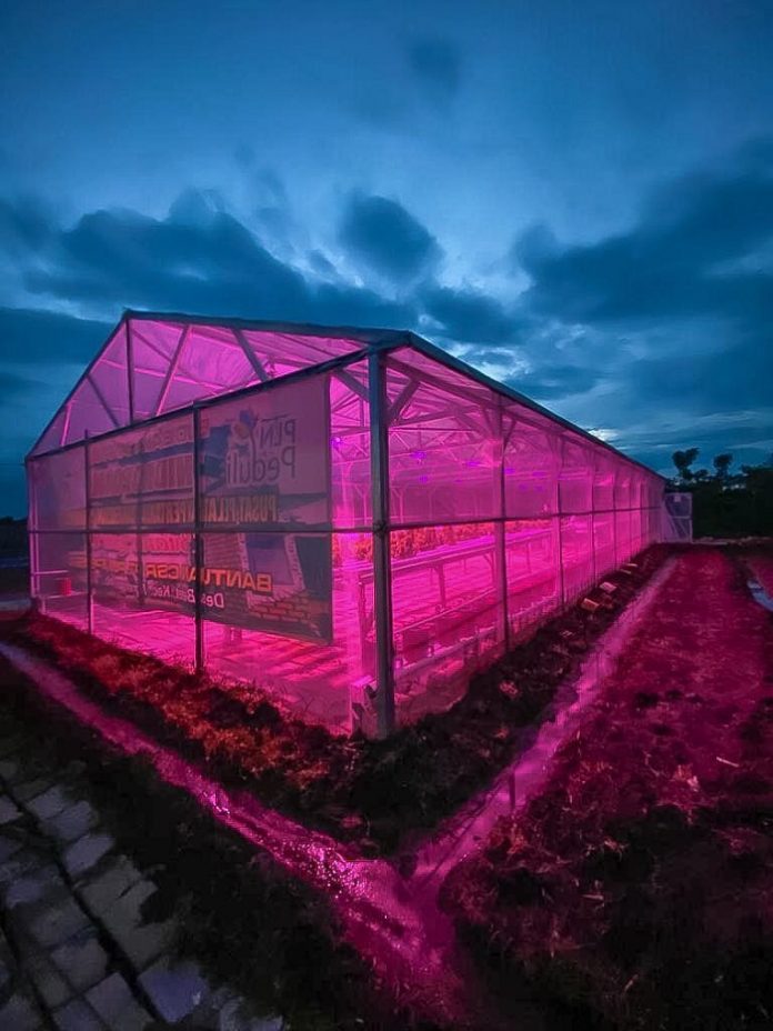 Hasil panen tanaman hidroponiknya meningkat sejak memanfaatkan sinar lampu UV sebagai pengganti cahaya matahari di malam hari. Foto: Kementerian ESDM