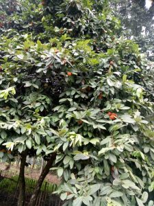 Bisbul merupakan tanaman buah-buahan endemik Jawa Barat yang hampir punah. Foto: Istimewa