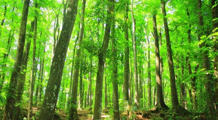 Sekitar 59 persen daratan di Indonesia merupakan hutan tropis yang merupakan 10 persen total luas hutan di dunia, sekitar 126 juta hektare hutan. Foto: Good News From Indonesia