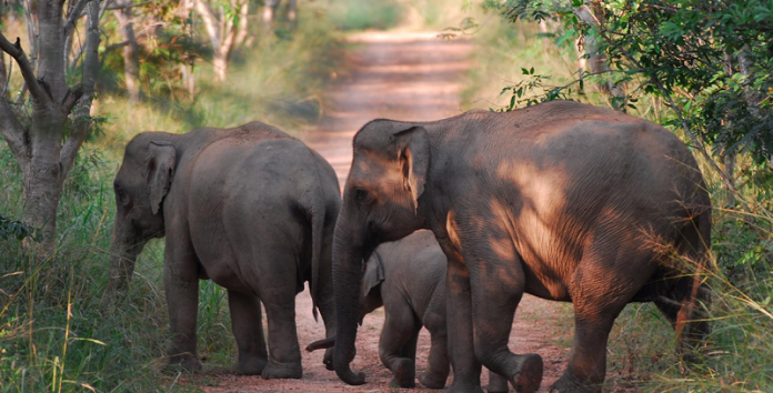 Pada tahun 2020, Balai Taman Nasional Way Kambas mencatat dalam kurun waktu 10 tahun terakhir adanya kematian 22 ekor gajah akibat perburuan liar, karena mereka mati tanpa gading dan gigi. Foto: WWF