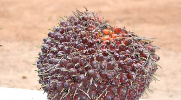 Pematokan harga jual CPO sebesar Rp9.300 per kilogram di pasar domestik dapat membuat harga tandan buah segar (TBS) sawit petani rakyat terjun bebas. Foto: TROPIS.CO/Jos