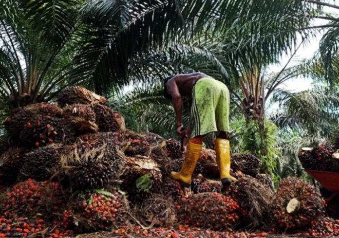 Produksi tandan buah segar (TBS) kelapa sawit meningkat, tetapi secara industri produksi crude palm oil (CPO) 18 persen lebih rendah dari produksi bulan April 2022. Foto: Instagram @afikhadiyanto