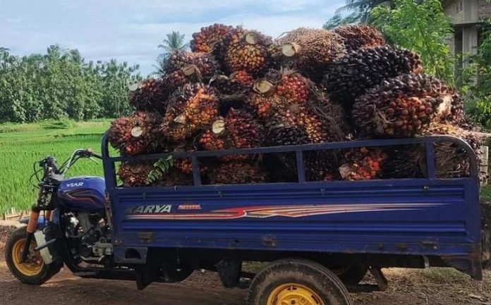 Turunya harga tandan buah segar (TBS) kelapa sawit membuat melemahnya daya beli dan pendapatan petani sawit. Foto: Instagram @revillfk