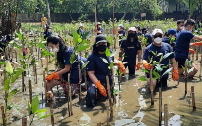 KPMG Indonesia berkolaborasi dengan Komunitas Mangrove Jakarta melakukan penanaman mangrove berjenis Rhizopra Mocronata sebanyak 500 di Kawasan Ekowisata Mangrove, Pantai Indah Kapuk (PIK), Jakarta Utara. Foto: KMJ