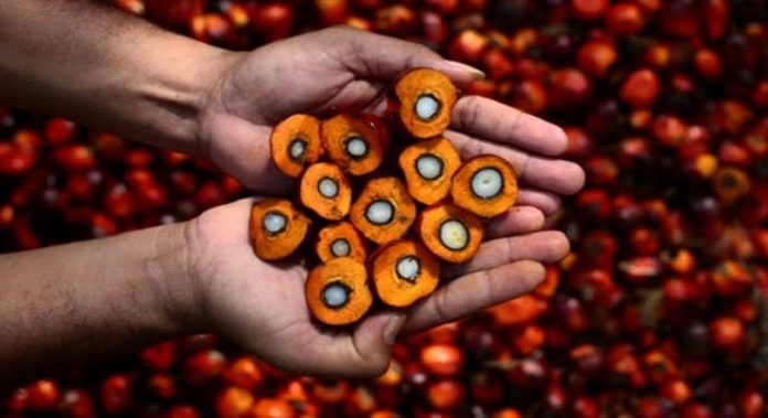 Prediksi di tahun 2023, harga minyak inti sawit diperkirakan melebihi harga minyak nabati lainnya seperti rapeseed, soybean dan lainnya. Foto: Instagram @binasawit_sejahtera