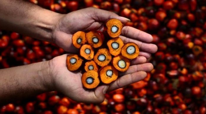 Prediksi di tahun 2023, harga minyak inti sawit diperkirakan melebihi harga minyak nabati lainnya seperti rapeseed, soybean dan lainnya. Foto: Instagram @binasawit_sejahtera