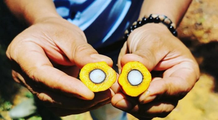 Indonesia harus menjadi motor penggerak untuk mendorong pengembangan minyak nabati secara berkelanjutan di tingkat domestik maupun global lewat sawit. Foto: Instagram @aofitri