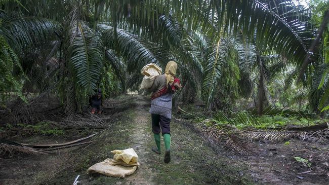 Rencana Aksi Nasional untuk Perkebunan Kelapa Sawit Berkelanjutan (RAN PKSB) akan diikuti dengan implementasi regulasi kelapa sawit berkelanjutan di tingkat kabupaten. Foto: Istimewa