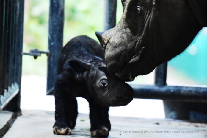 Anak-anak badak Sumatera hasil program pengembangbiakan di SRS TNWK ke depannya dapat dilepasliarkan kembali ke habitat alaminya. Foto: KLHK