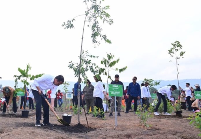 Presiden Joko Widodo (Jokowi) melakukan penanaman pohon bangkirai didampingi para menteri, yang diikuti bersama sejumlah masyarakat. Foto: KLHK